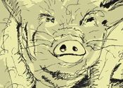 Syndie the sow thumbnail