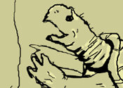 Antoine the tortoise's thumbnail