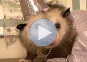Possum Adoption thumbnail